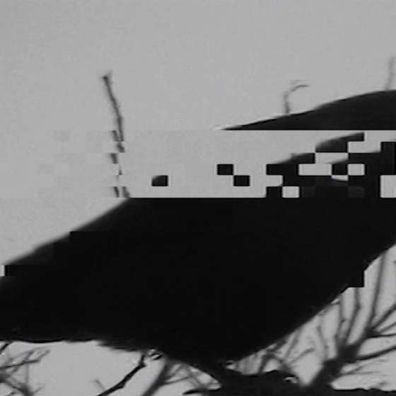 Czorty. Film eksperymentalny