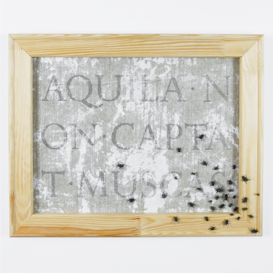 Todd East, AQUILA NON CAPTAT MUSCAS, mix-media, 50x40 cm, 2024