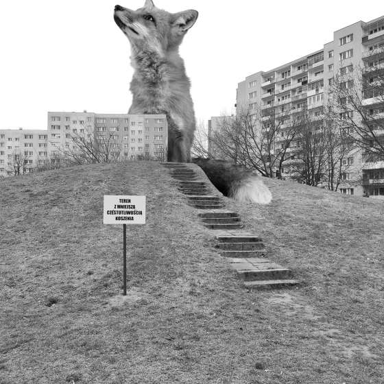 WHERE THE FOX GOES