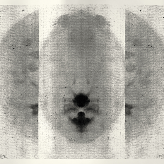 Motyl