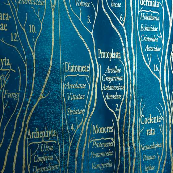 „Drzewo życia Ernsta Haeckla” - malowidło na podstawie ilustracji z publikacji Ernst Haeckel, „Generelle Morphologie der Organismen” z 1866 r., Wydział Biologii Uniwersytetu Gdańskiego