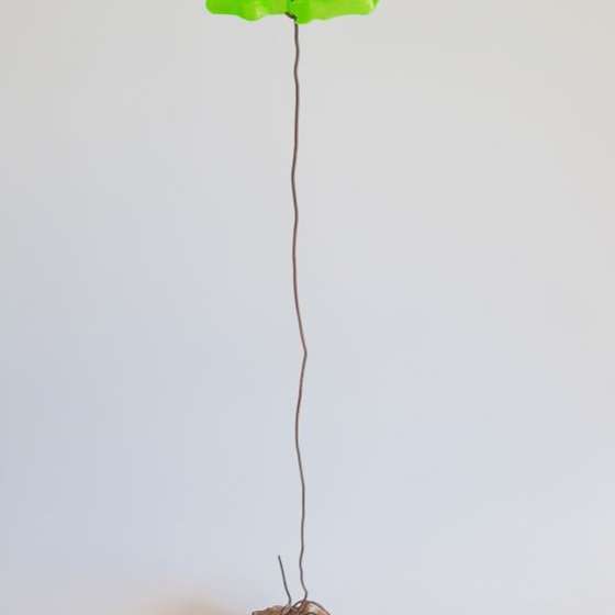 Bonsai